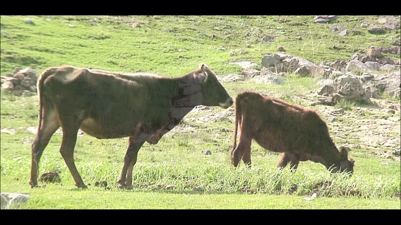 حەسەن زیرەک هۆکاکی جوتیار