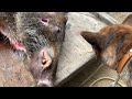 【狩猟】令和4年猟期のスタートから奇跡が... Wild boar hunting