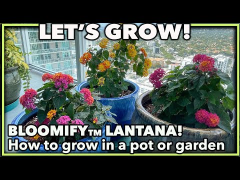 Видео: Should I Deadhead A Lantana - Кога и как да Deadhead Lantana Flowers