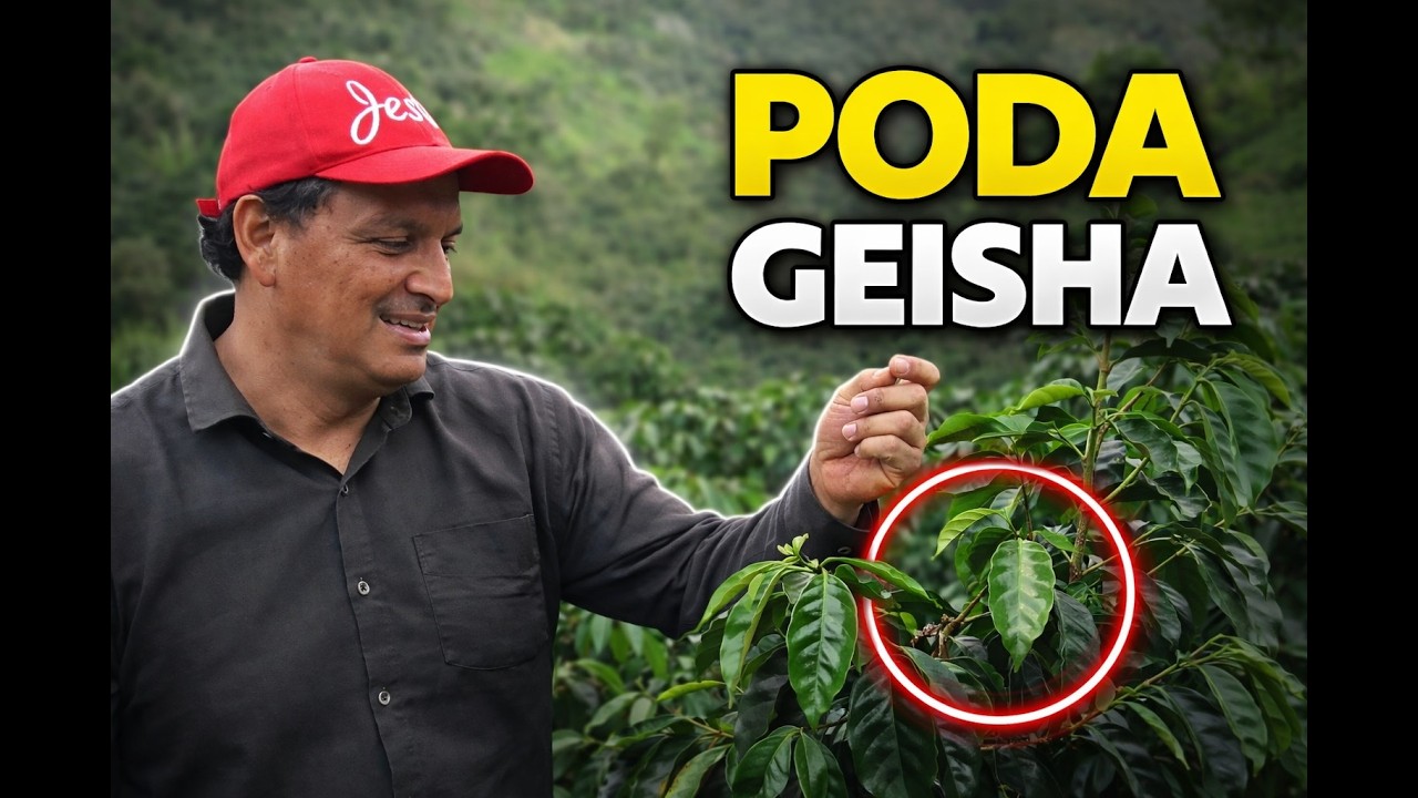 El Método de Poda que Uso en GEISHA (Y Por Qué Cambia Todo en el Lote)