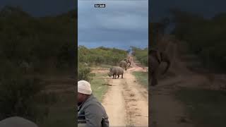 Nashorn VS Touristen UND ELEFANT