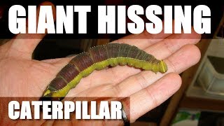 Zena Hawkmoth Caterpillar