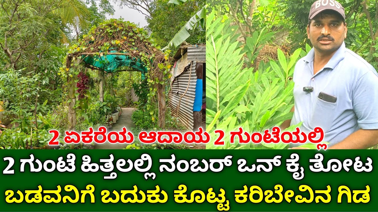 2 ಗುಂಟೆ ಹಿತ್ತಲಲ್ಲಿ ನಂಬರ್ ಒನ್ ಕೈ ತೋಟ | best home garden in kannada | organic vegetable gardening