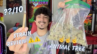 Strain Review: Animal Tree !! (Must Watch )