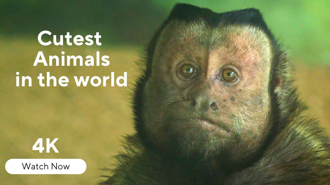 Cutest Animals in the world 4K