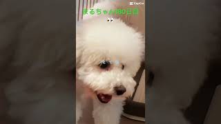 まるちゃん180日目#かわいい犬 #おもしろ動画犬 #ビション｜まるちゃんねる