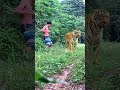 street tiger legend #tiger #lionhunters #wildlife #nature #animals #forest #preytrestv