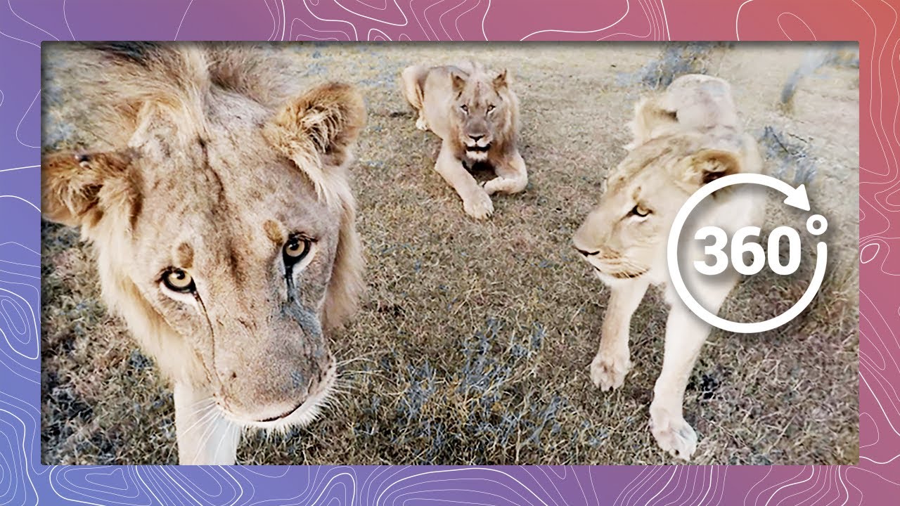 save the world Lions in 360 4K Nuzzle And Play like Cats (Wildlife and Nature 2018)