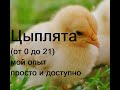 Уход за цыплятами часть 1 (от 0 до 21 дня)