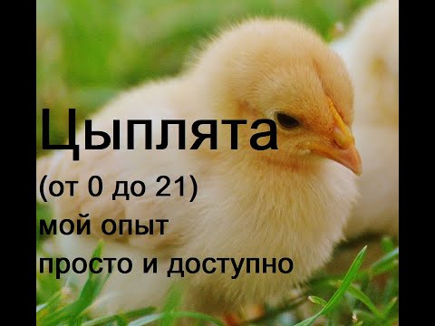 Уход за цыплятами часть 1 (от 0 до 21 дня)
