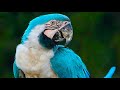 White Macaw Drinking Water