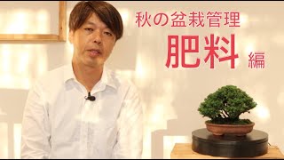 盆栽の肥料・秋の盆栽管理 [盆栽・初心者]