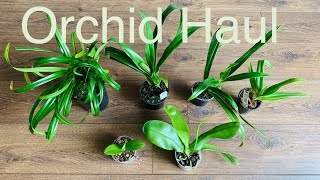 兰花开箱 Unboxing Orchid Haul From orchidz.nl