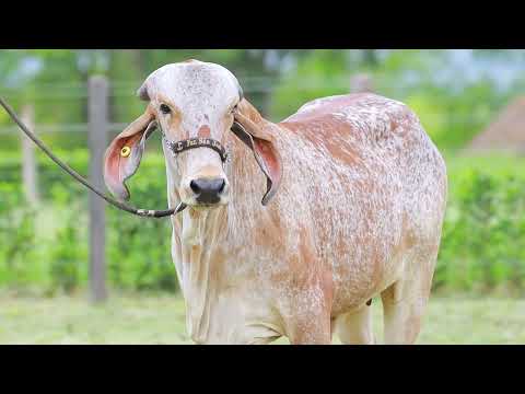 LOTE 43   JCVL 6114 – RELACAO FIV CABO VERDE