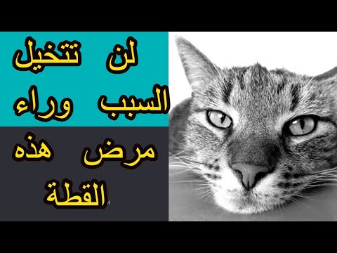 الالتهاب الرئوي في القطط الاسباب و العلاج لاحظ طريقة التنفس