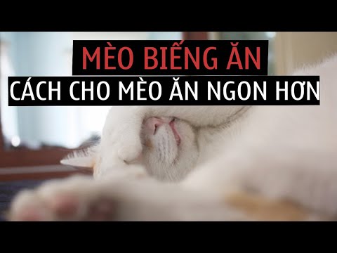 Video: Phải Làm Gì Nếu Mèo Không ăn