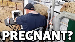 We did an ULTRASOUND on our SHEEP... and got some unexpected results!! | Vlog 622