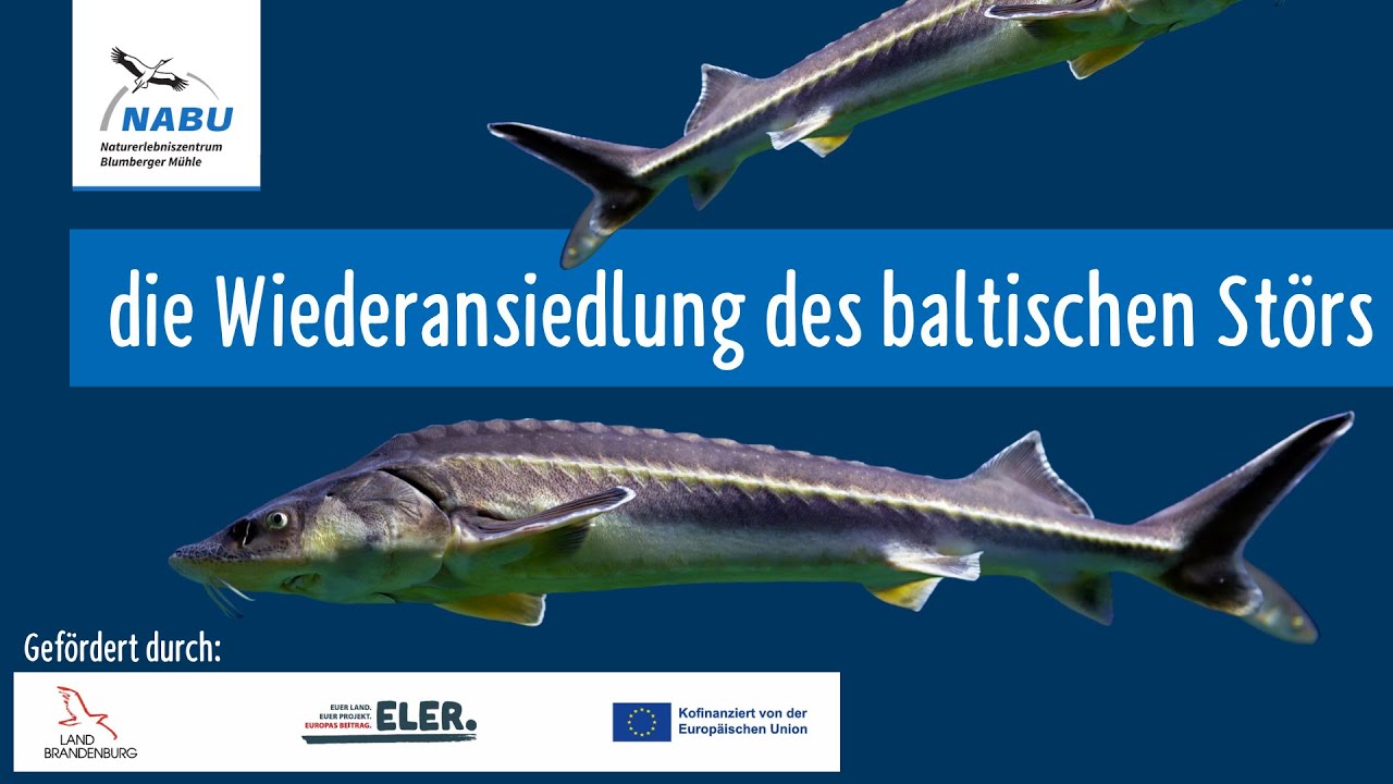 Baltischer Stör: Wie die Rückkehr in Oder & Ostsee gelingt (NABU ...