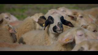 Optima - Feta Epiros Sign