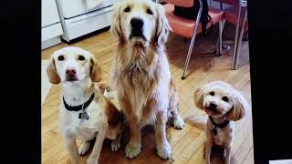 Dog Barking Sound Effect