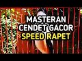 Masteran Cendet Paling Di Cari Full Tembakan Masteran Toed Masteran Pentet Mp3 - Mp4 Download