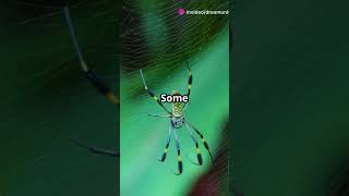 The Hidden Meaning Behind Your Spider Dreams REVEALED #shorts