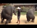 Voi nhảy Gangnam style cực cute