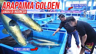 GILAA!!! ARAPAIMA GOLDEN JUMBO!!! ADA DI TOKO IKAN PREDATOR TERBESAR DI INDONESIA!!!