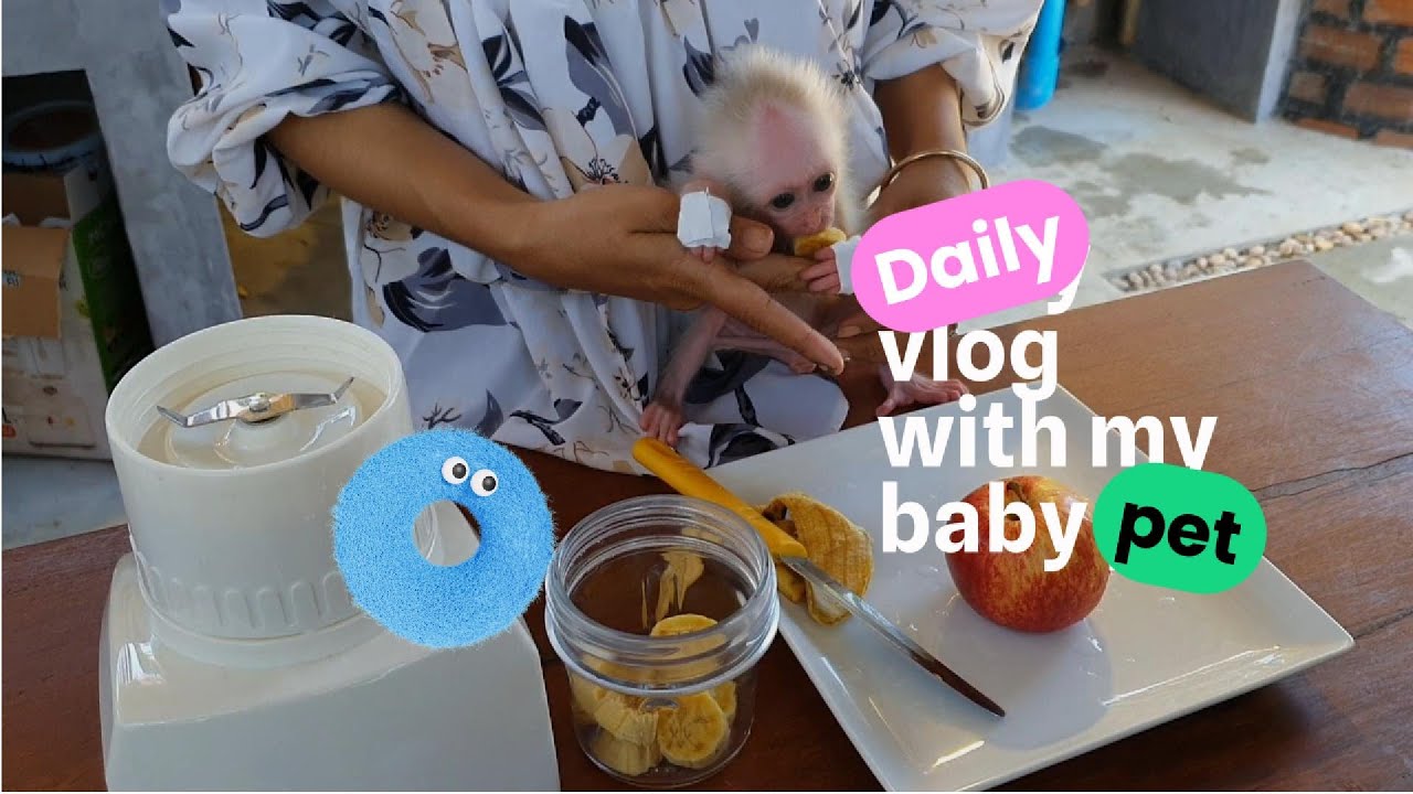 Impatient Baby Monkey Wants Banana Shake 