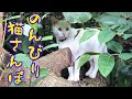 ★84ぺろ★草ソムリエ猫の自己中さんぽ♪