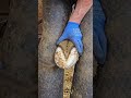 Hoof Cleaning #hoofcleaning #satisfying #cleaningvideo #asmr #oddlysatisfying #horsecare #animalcare