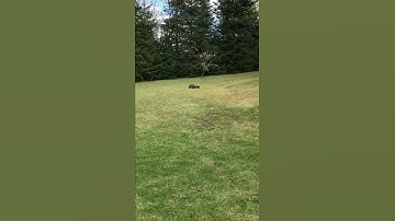 Arrma Kraton EXB - Mega Back Flip ....  #shorts