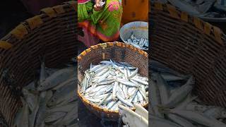 Kasimedu fish market auction video