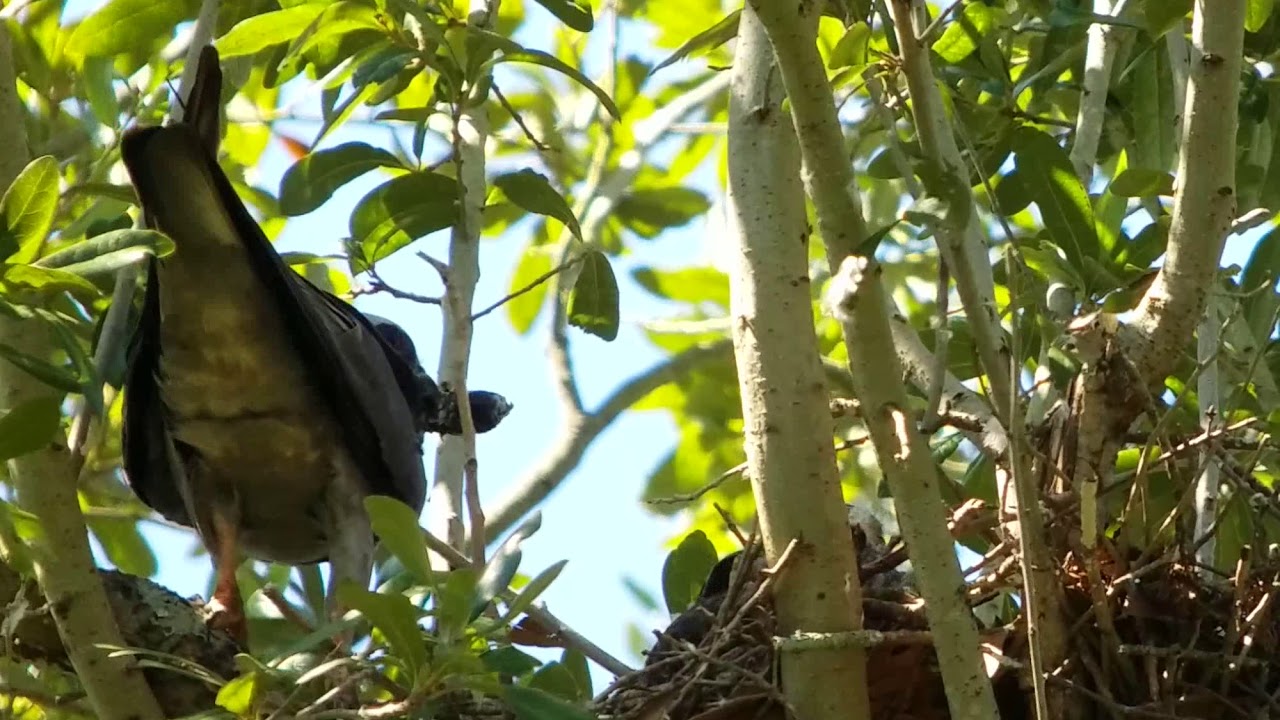 Mississippi kite nestling being fed a cicada