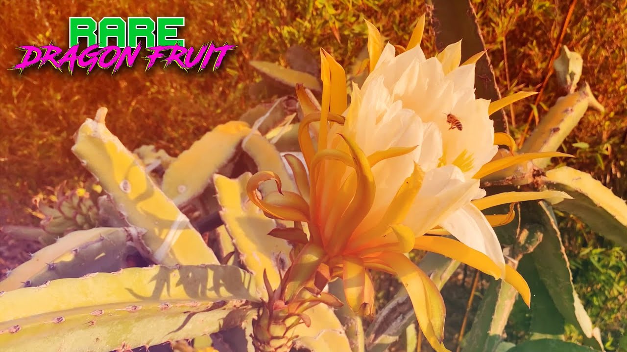 How Much Sun Do Dragon Fruit Need To Thrive ? / Shade Vs. Sun / Things To Consider