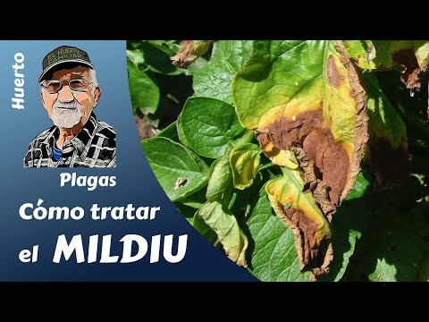 Video: El mildiú velloso de la sandía: aprenda sobre el tratamiento del mildiú velloso en las plantas de sandía