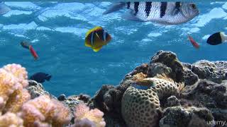 1  Environment Vocabulary