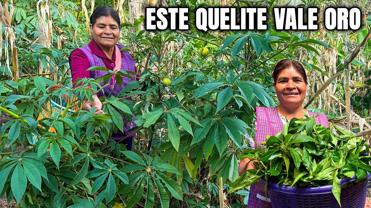 Este quelite es muy codiciado y pocos pueden conseguirlo; hay que tener paciencia para cocinarlo