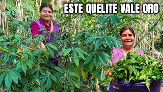 Este quelite es muy codiciado y pocos pueden conseguirlo; hay que tener paciencia para cocinarlo