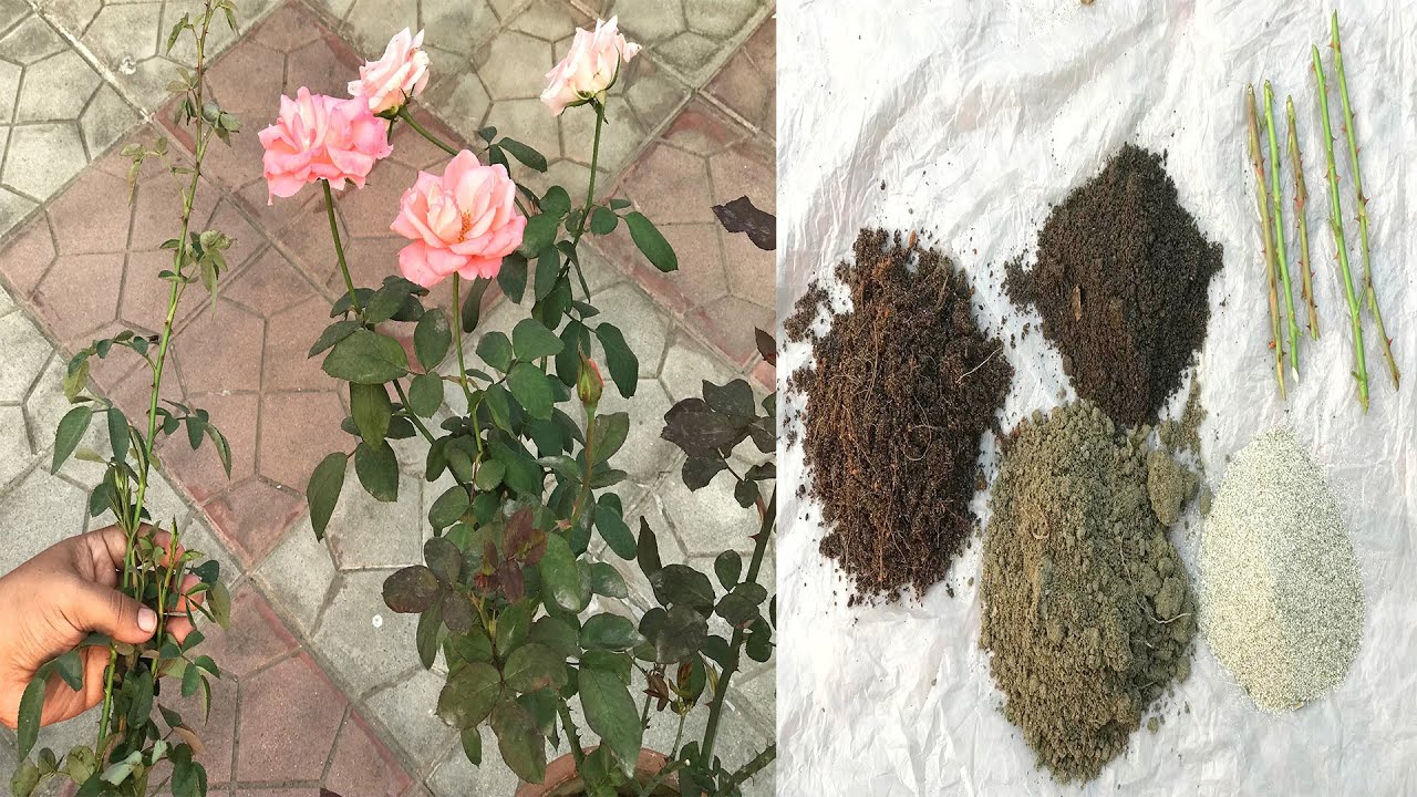 How to grow Rose plant using cutting at home Simple and easy method