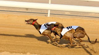 Best Athletic Dog for Racing..