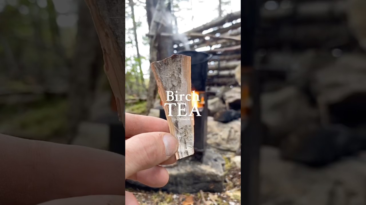 Foraged & made Birch Bark Tea out in the woods 🌲 