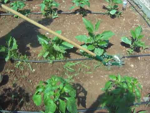 Βίντεο: Κοινά ζιζάνια - Ποια είναι τα συνηθισμένα ζιζάνια στον κήπο