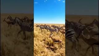 zebra running