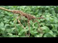 Manejo de suelos | Modelo Productivo de Maíz y Soya