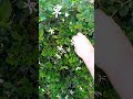 The Sweet Smell of Jasmine