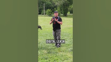 Why E-Collars Are Crucial for Reliable Dog Training!