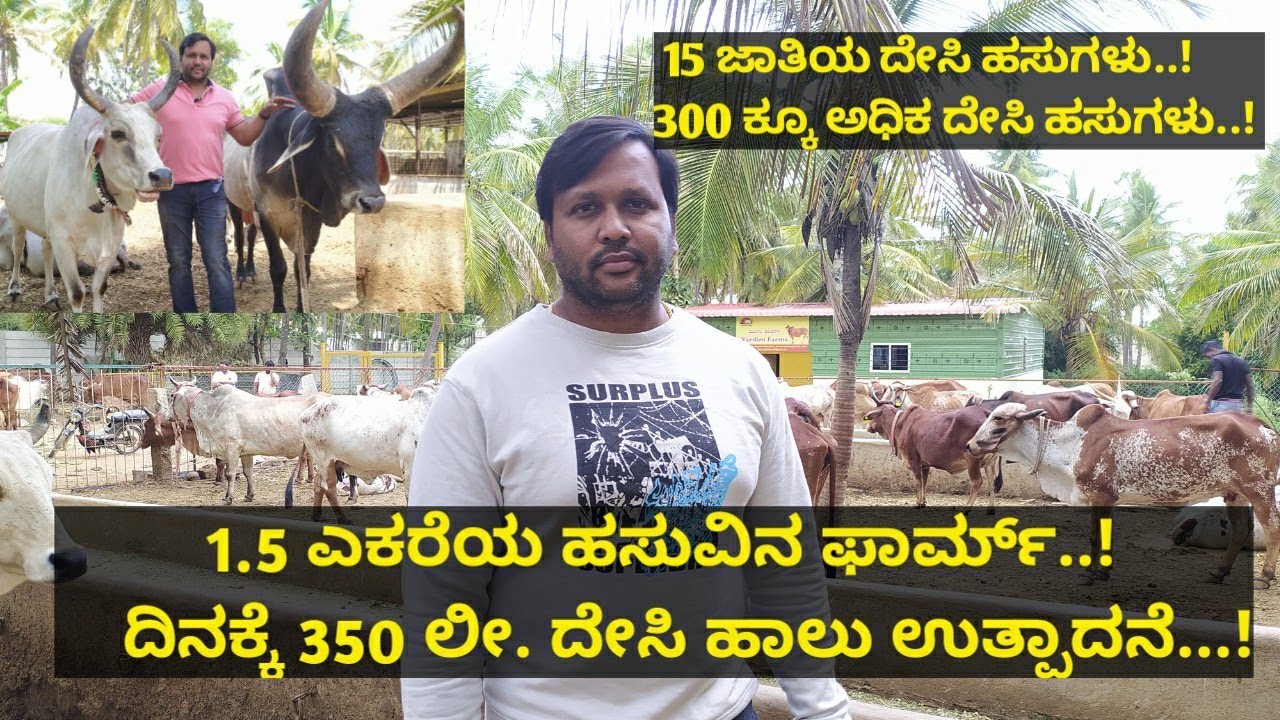1.5 ಎಕರೆಯ ಹಸುವಿನ ಫಾರ್ಮ್..! ದಿನಕ್ಕೆ 350 ಲೀ. ದೇಸಿ ಹಾಲು ಉತ್ಪಾದನೆ...!