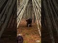 Man Builds a shelter easy and quick DYI