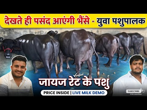 देखते ही पसंद आएंगी भैसे - युवा पशुपालक के जायज रेट 👍 Rohit Bhiwani 📞 74043-87853
